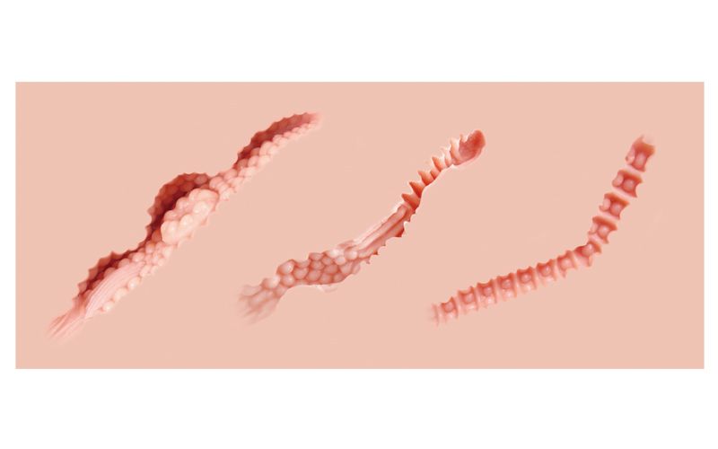Masturbator Hera3 Querschnitt aus Silikon